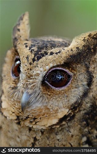 Oriental Scops Owl (Otus sunia), face profile