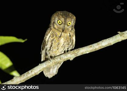 Oriental Scops Owl, Otus sunia, Maguri, Beel, Assam, India