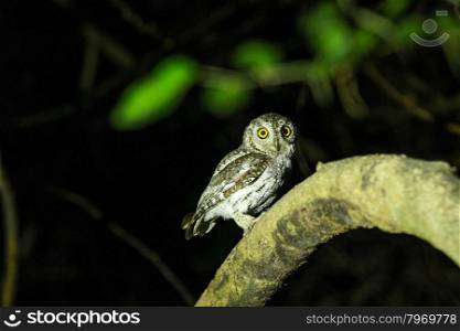 Oriental Scops Owl(Otus sunia) stair at us on the branch in night time