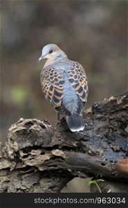 Oriental Turtle Dove, Streptopelia orientalis, Sattal, Uttarakhand, India.