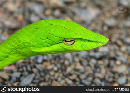 Oriental Whipsnake or Asian Vine Snake (Ahaetulla prasina)