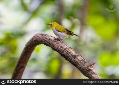 Oriental White-eye Bird, standing on a branch