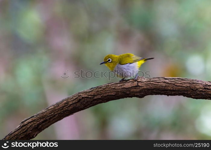 Oriental White-eye Bird, standing on a branch