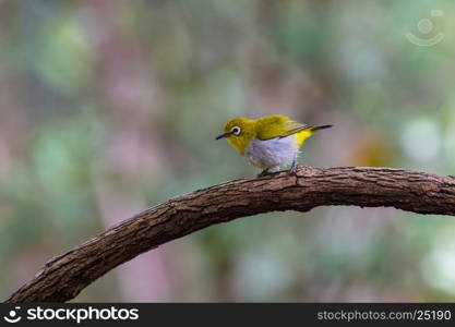 Oriental White-eye Bird, standing on a branch