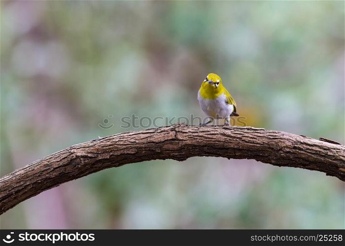 Oriental White-eye Bird, standing on a branch