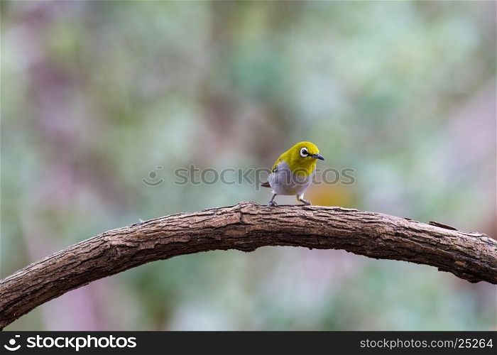 Oriental White-eye Bird, standing on a branch