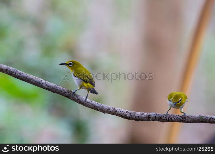 Oriental White-eye Bird, standing on a branch