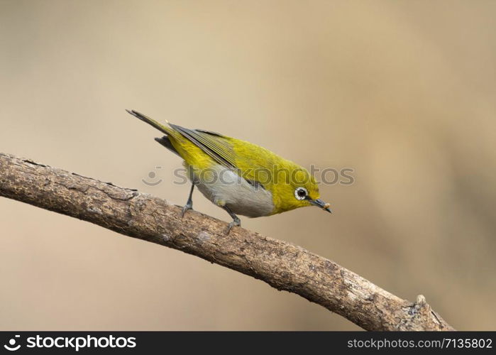 Oriental white-eye, Zosterops palpebrosus, Sinhgadh Vally, Pune, Maharashtra, India