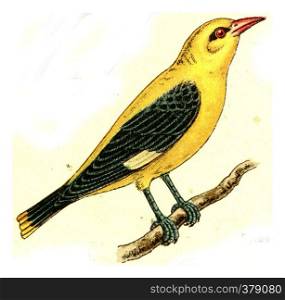 Oriole, vintage engraved illustration. From Deutch Birds of Europe Atlas.