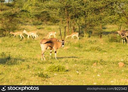 Orix with impalas in the savannah of Samburu Park in central Kenya in Africa