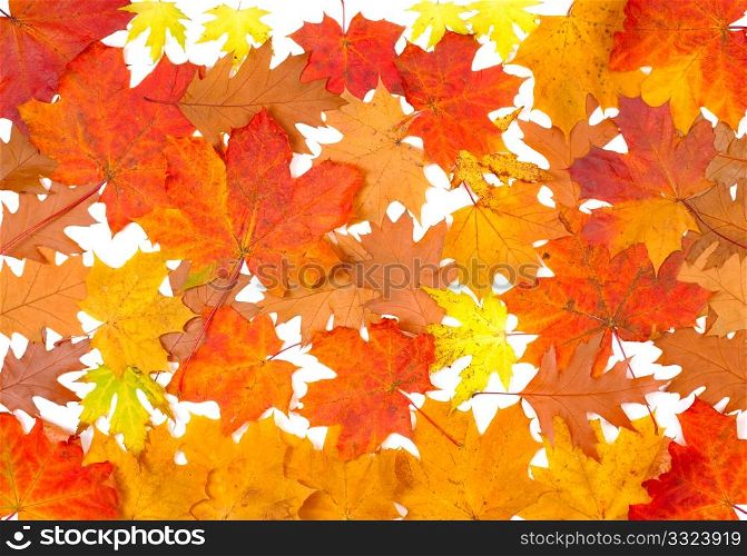 Ornament from autumn leaves of different colour, from different trees.