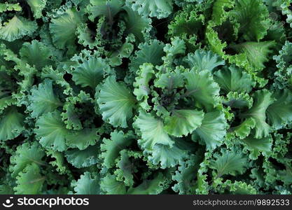 ornamental cabbage background