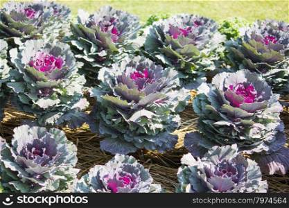 Ornamental cabbage in a garden