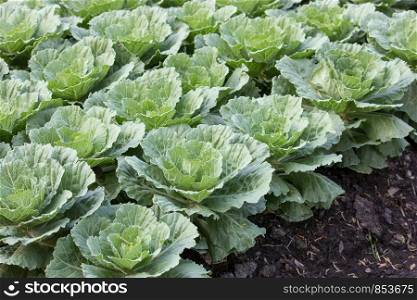 Ornamental cabbage in a garden