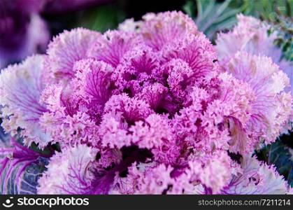 Ornamental cabbage or kale curly leaves purple pink colour close up deatil side view cool tone image - Nature texture wallpaper background
