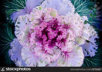 Ornamental cabbage or kale curly leaves purple pink colour close up deatil top view cool tone image - Nature texture wallpaper background