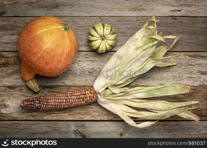 ornamental corn ear and winter squash - flat lay on a rustic, weathered wood