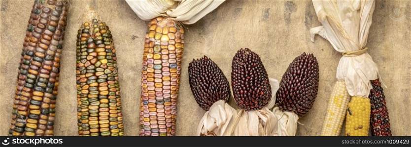ornamental corn ears against handmade textured bark paper, fall holiday or harvest concept, long banner format