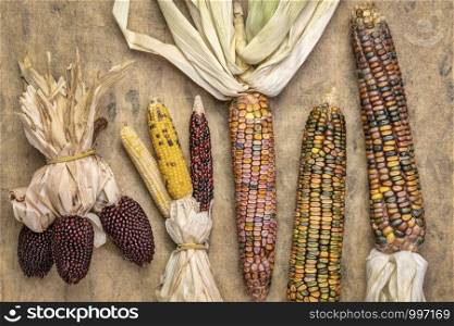 ornamental corn ears against handmade textured bark paper, fall holiday or harvest concept