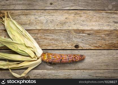 ornamental corn ears close-up on a rustic barn wood with a copy space, fall holidays or harvest concept