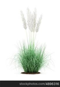 ornamental grass plant isolated on white background. 3d illustration