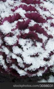 Ornamental kale plant, Snow