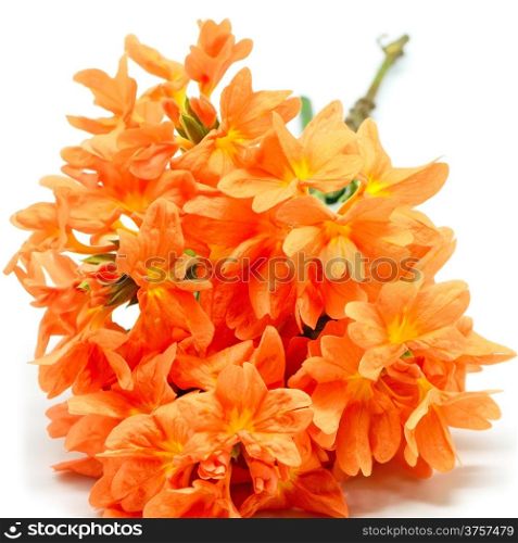 Ornamental orange Firecracker flower (Crossandra infundibuliformis), isolated on a white background