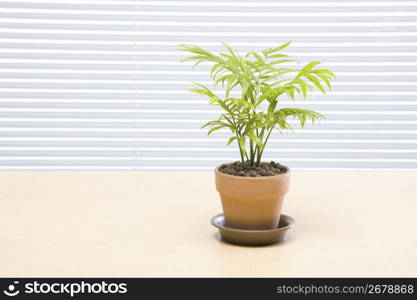 Ornamental plant