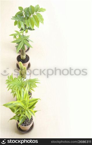 Ornamental plant