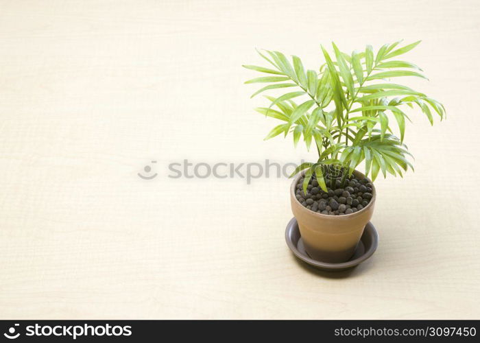 Ornamental plant