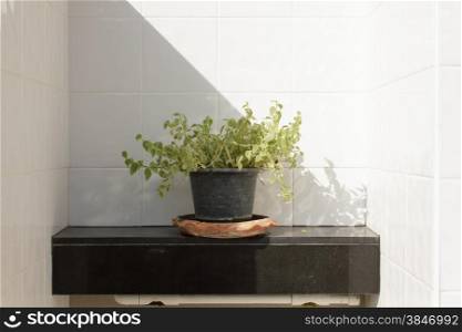 Ornamental plants in the bathroom