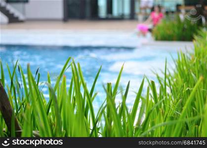 Ornamental plants with a pool background blurred.