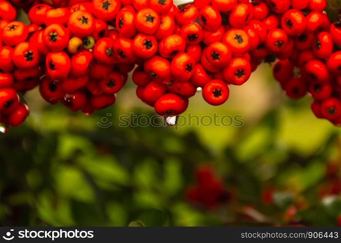 ornamental shrub of red berries in autumn with raindrops