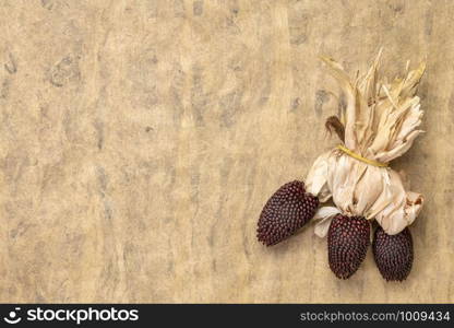 ornamental strawberry corn ears against handmade textured bark paper with a copy space, fall holiday or harvest concept