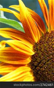 ornamental sunflower
