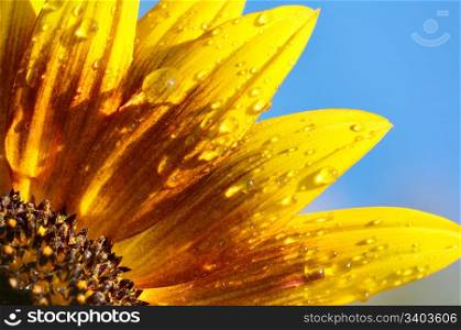ornamental sunflower on blue sky background
