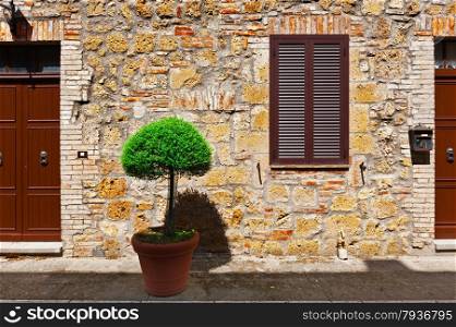 Ornamental Tree on the Background of the Facade of Italian House