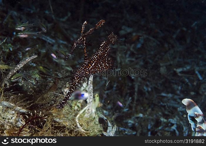 Ornate Ghost Pipefishes (Solenostomus paradoxus) swimming underwater, Papua New Guinea