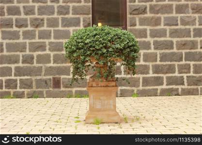 ornate wide pot in a stone courtyard with overflowing green vegetation at a heritage home with ornate carved details.