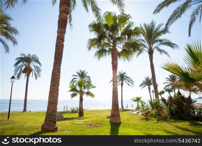 Oropesa de Mar in Castellon palm tree garden in mediterranean sea