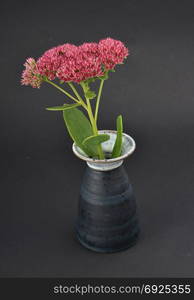 Orpine in vase on dark background