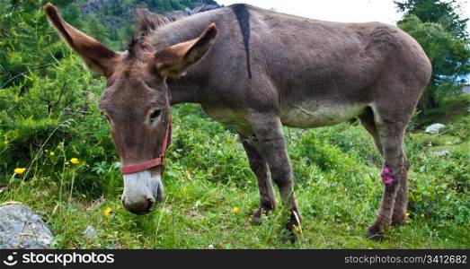 Orsiera Park, Piedmont Region, Italy: a donkey free in the park