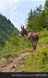 Orsiera Park, Piedmont Region, Italy: a donkey free in the park