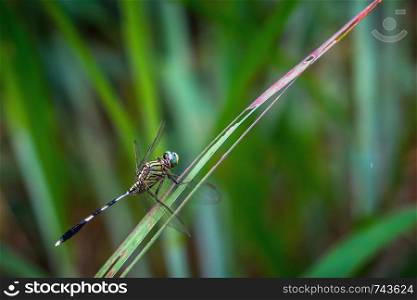 Orthetrum sabina. Green Tiger Skimmeri dragonfly on grass.