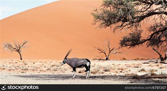 oryx against sand dune and blue sky
