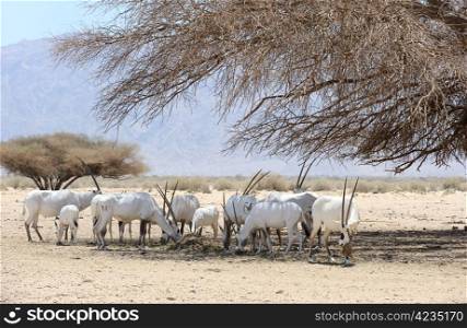 Oryx herd in the reserve Hai-Bar Yotvata in southern Israel.