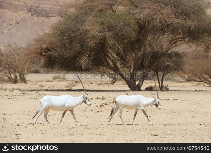 Oryx in the reserve Hai-Bar Yotvata in southern Israel.