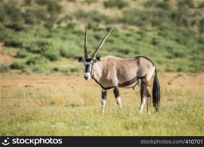 Oryx standing in the grass in the Kalagadi Transfrontier Park, South Africa.