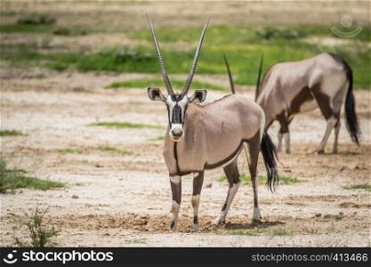 Oryx standing in the sand and starring in the Kalagadi Transfrontier Park, South Africa.