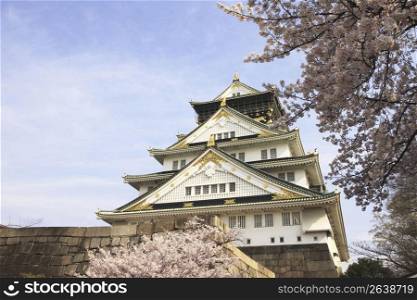 Osaka castle and Cherry tree